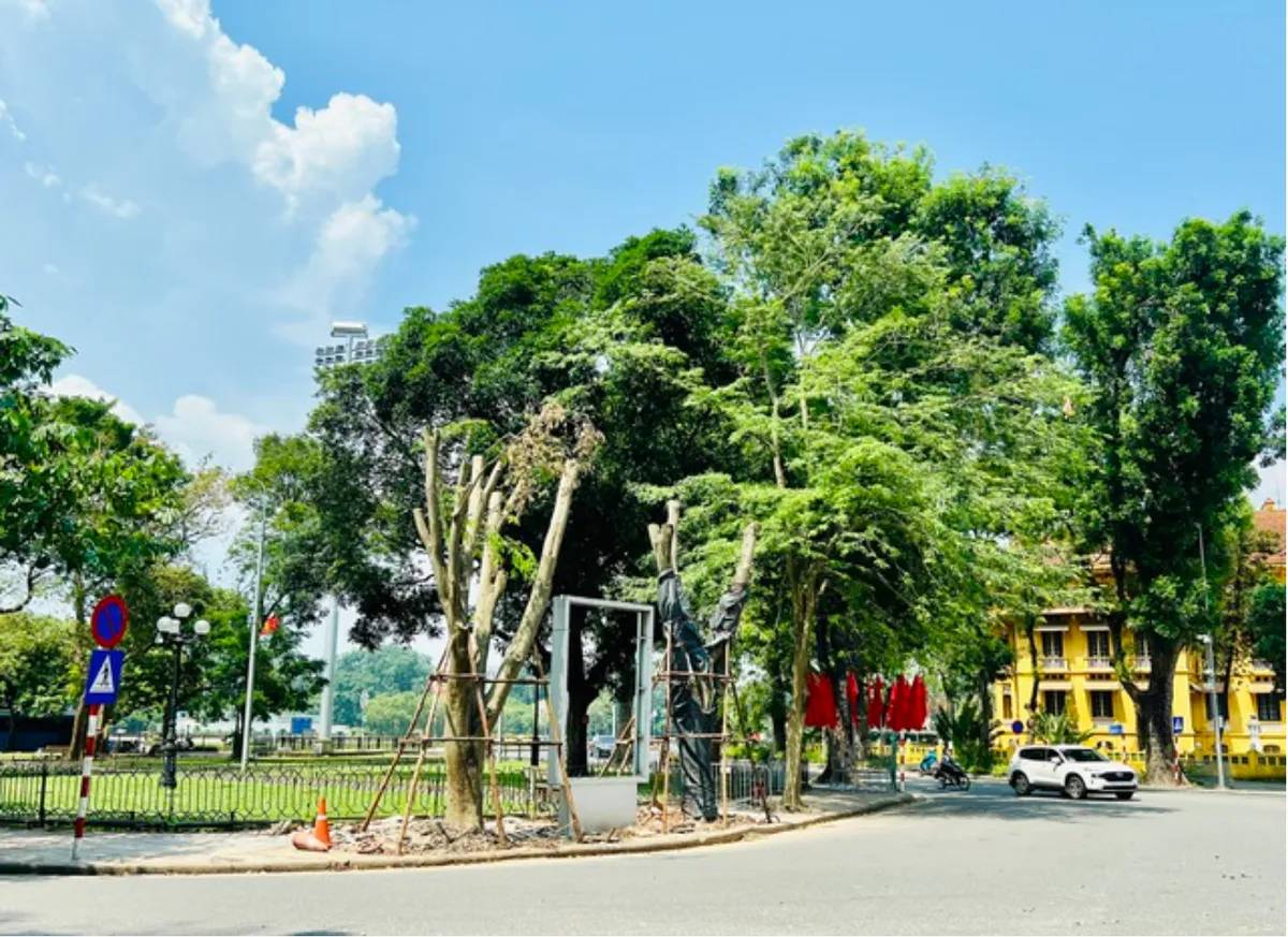 Nỗ lực t&aacute;i thiết c&acirc;y xanh, kh&ocirc;i phục lại diện mạo cho thủ đ&ocirc; H&agrave; Nội - Ảnh 4.