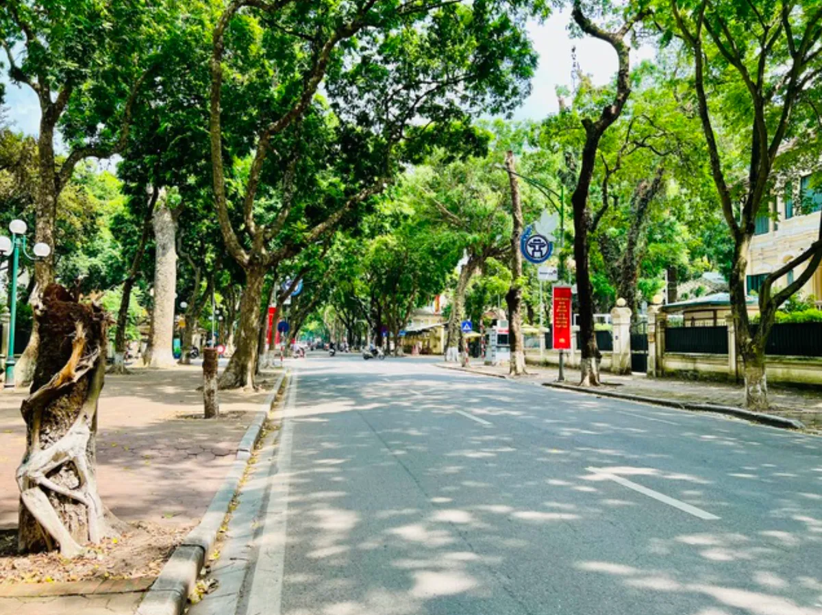 Nỗ lực t&aacute;i thiết c&acirc;y xanh, kh&ocirc;i phục lại diện mạo cho thủ đ&ocirc; H&agrave; Nội - Ảnh 5.