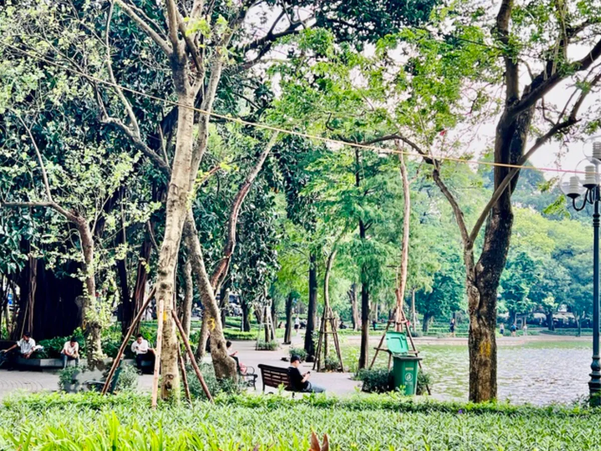 Nỗ lực t&aacute;i thiết c&acirc;y xanh, kh&ocirc;i phục lại diện mạo cho thủ đ&ocirc; H&agrave; Nội - Ảnh 3.