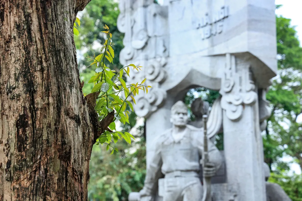 Nỗ lực t&aacute;i thiết c&acirc;y xanh, kh&ocirc;i phục lại diện mạo cho thủ đ&ocirc; H&agrave; Nội - Ảnh 6.