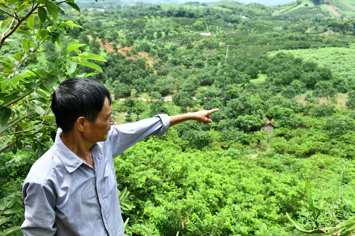 Tuyên Quang: Ngọt thơm từ mùa na chín - Ảnh 1.