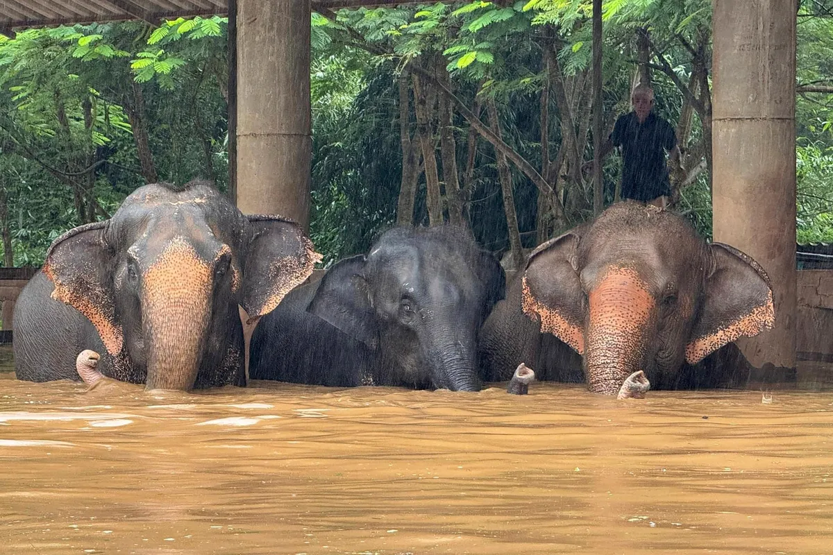 Lũ lụt nghiêm trọng tàn phá thành phố du lịch Chiang Mai, Thái Lan - Ảnh 1.