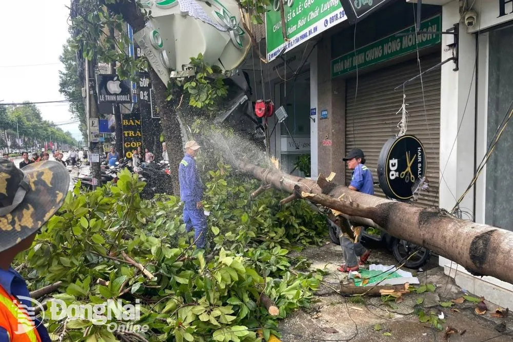 Đồng Nai: Dông lốc khiến cây xanh ngã đổ đè lên xe máy - Ảnh 2.