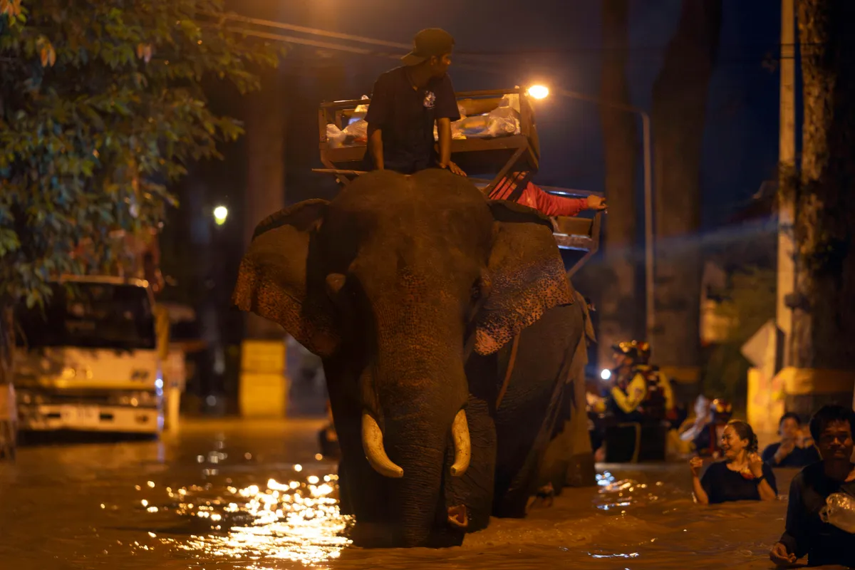 3 người tử vong trong do lũ quét ở Chiang Mai (Thái Lan) - Ảnh 1.