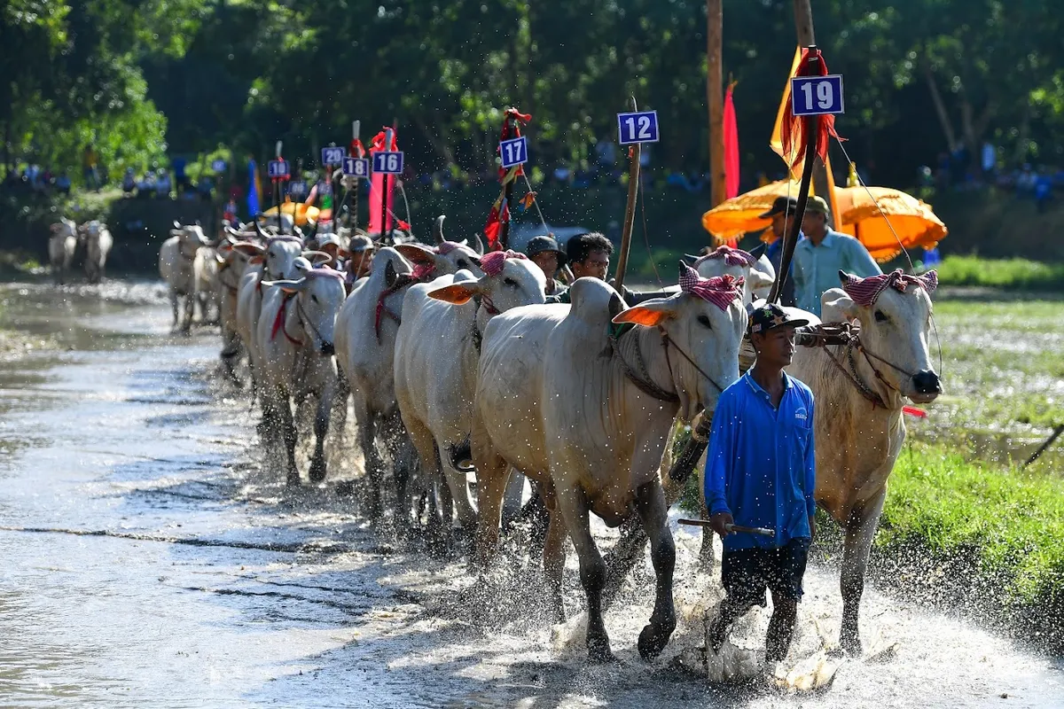 Hội đua bò chùa Rô: Nét văn hóa độc đáo của người Khmer - Ảnh 2.