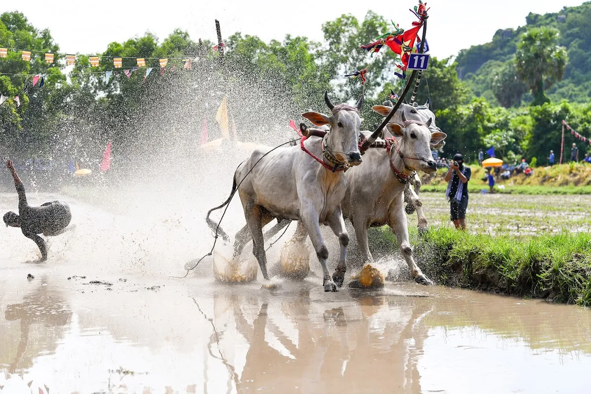 Hội đua bò chùa Rô: Nét văn hóa độc đáo của người Khmer - Ảnh 4.