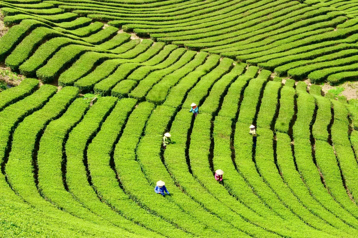 Quảng Ninh: Sẵn s&agrave;ng tổ chức lễ hội Tr&agrave; đường hoa ở huyện Hải H&agrave; - Ảnh 4.