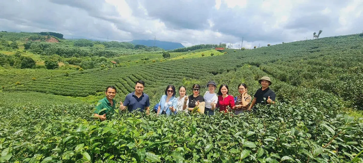 Quảng Ninh: Sẵn s&agrave;ng tổ chức lễ hội Tr&agrave; đường hoa ở huyện Hải H&agrave; - Ảnh 5.