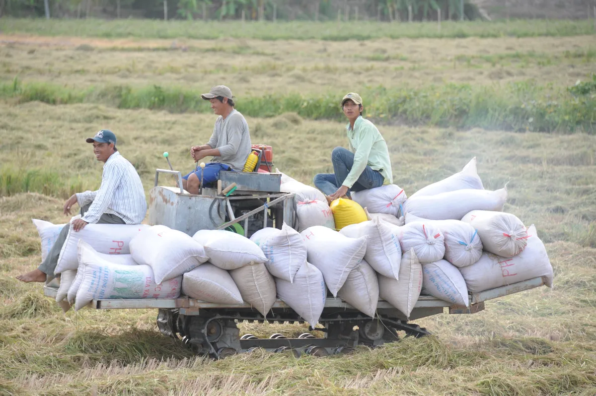 Việt Nam chi 1 tỷ USD nhập khẩu gạo - bình thường hay bất thường? - Ảnh 1.