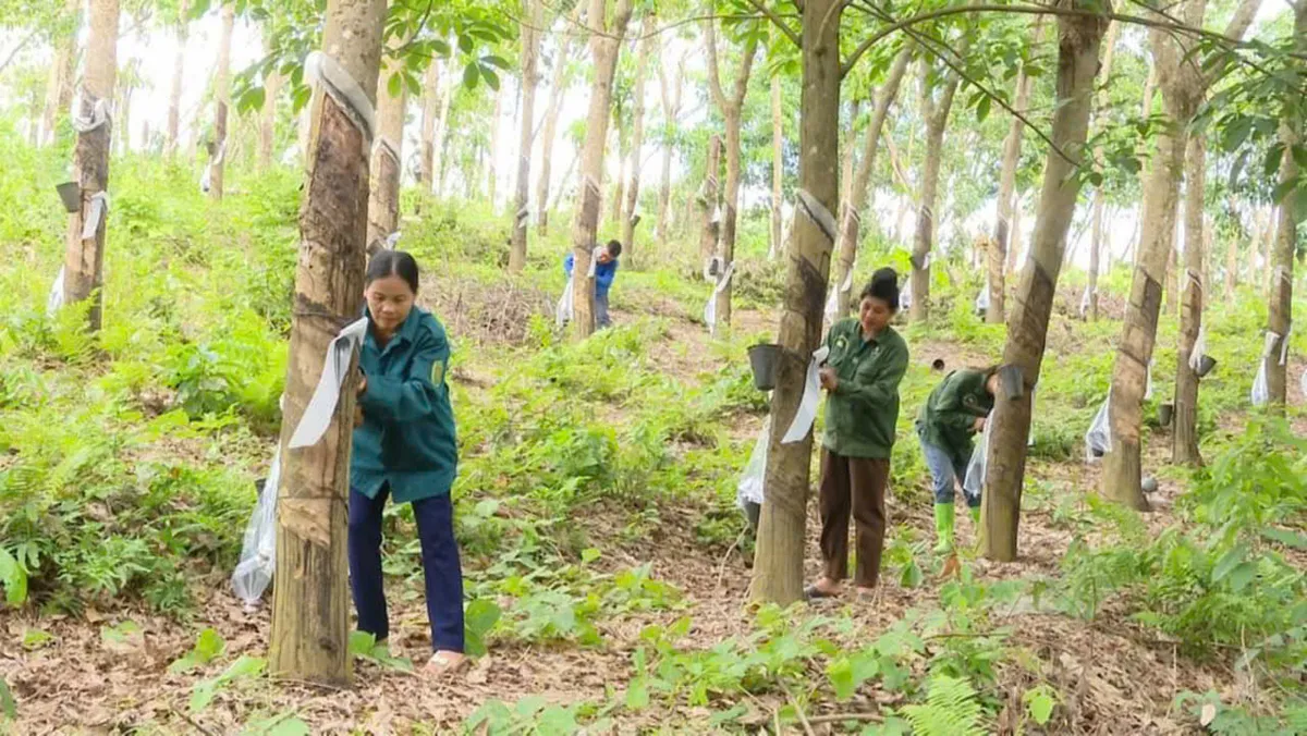 Giải mã hiện tượng nông nghiệp Sơn La - Ảnh 2.