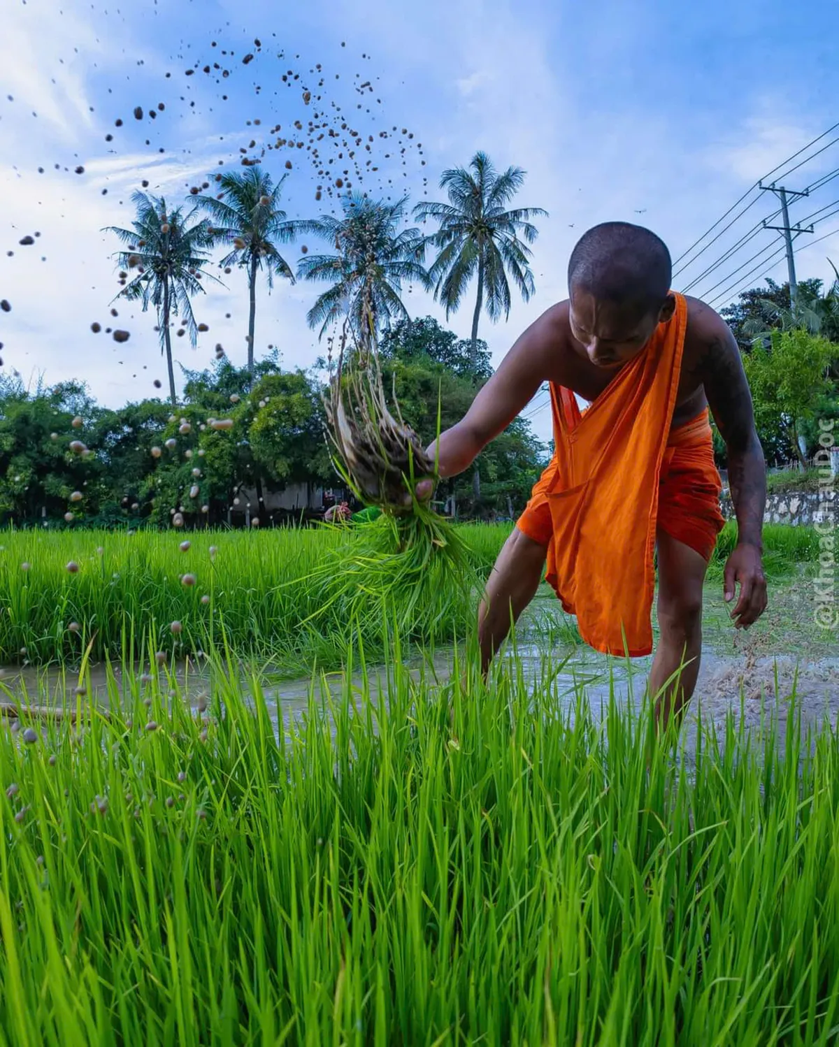 Ngày hội xuống đồng của đồng bào Khmer - Ảnh 6.