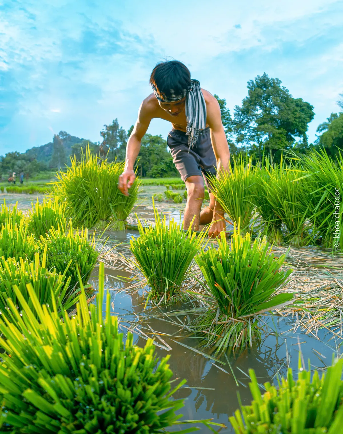 Ngày hội xuống đồng của đồng bào Khmer - Ảnh 8.