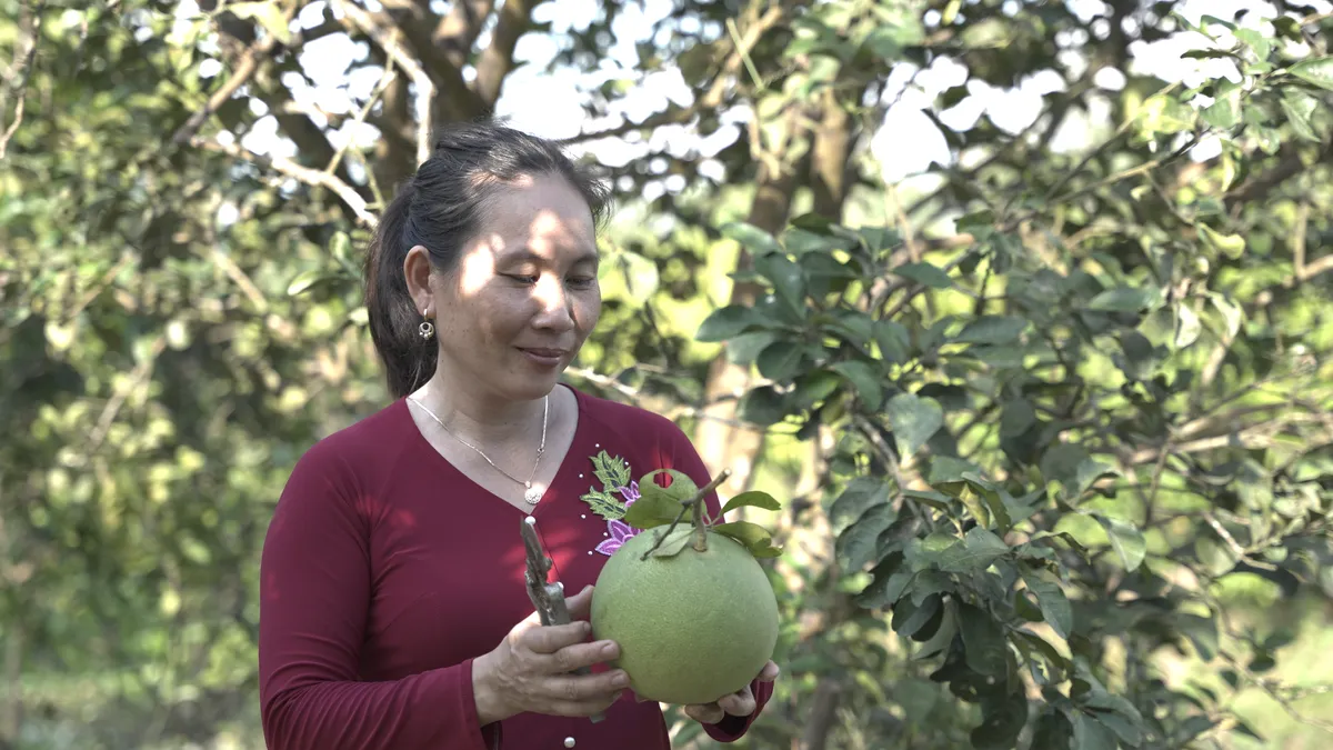 Cồn Sơn - Viên ngọc xanh giữa sông Hậu, điểm đến du lịch cộng đồng lý tưởng - Ảnh 17.