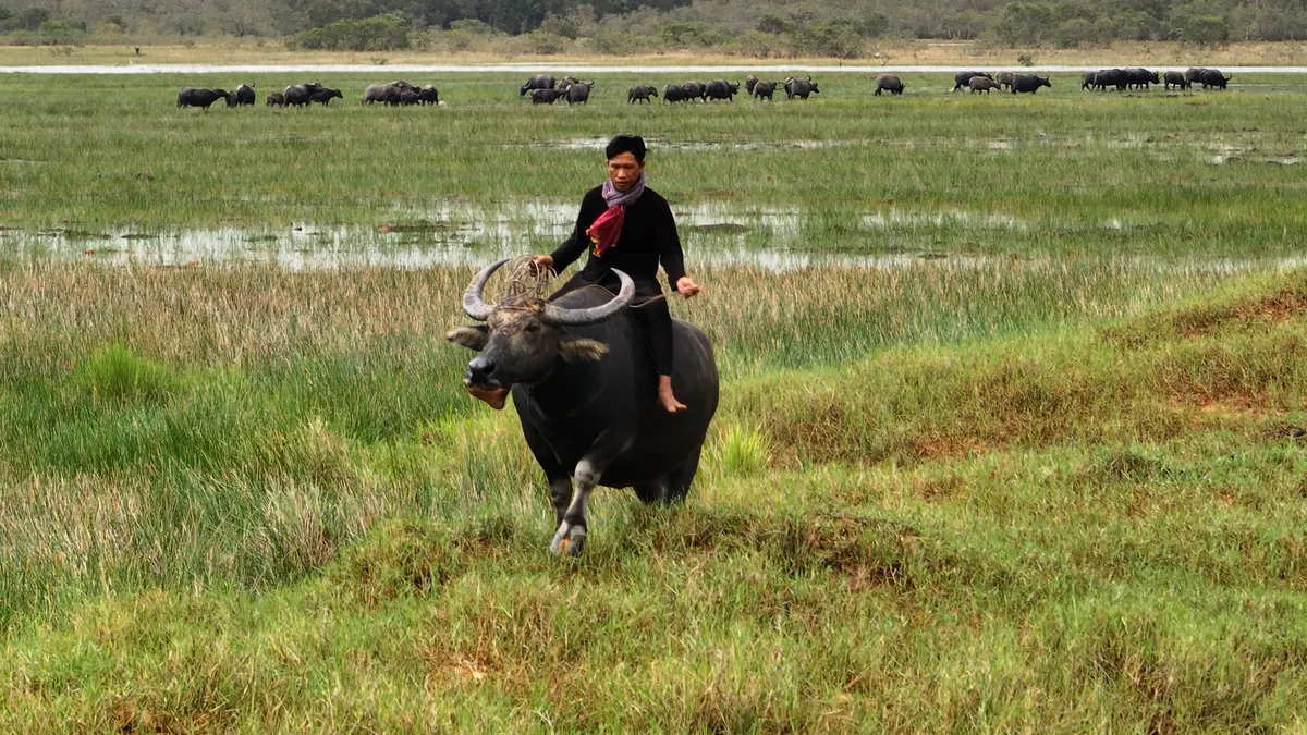 Khám phá mùa len trâu kỳ thú ở Đồng Tháp Mười - Ảnh 3.