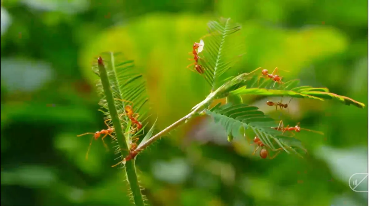 Ký sự Qua miền ẩm thực Khmer: Câu chuyện đằng sau gia tài văn hóa - Ảnh 2.