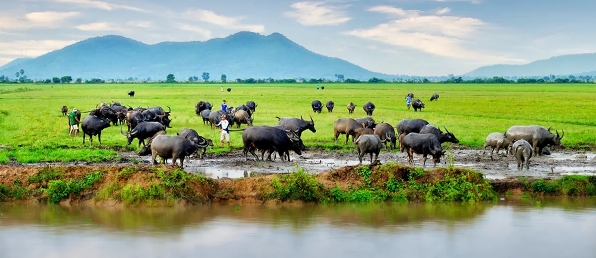 Khám phá mùa len trâu kỳ thú ở Đồng Tháp Mười - Ảnh 8.