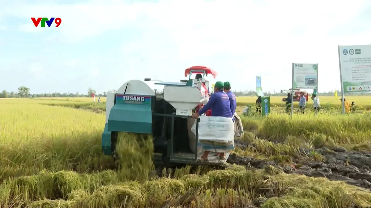 Bài toán nguồn vốn cho lúa chất lượng cao, phát thải thấp