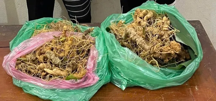 3 thanh thiếu ni&ecirc;n trộm hơn 200 gốc s&acirc;m Ngọc Linh - Ảnh 1.