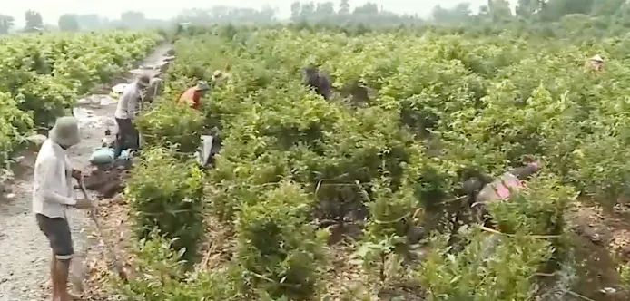 L&agrave;ng tỷ ph&uacute; trồng mai v&agrave;ng tất bật v&agrave;o vụ Tết - Ảnh 1.