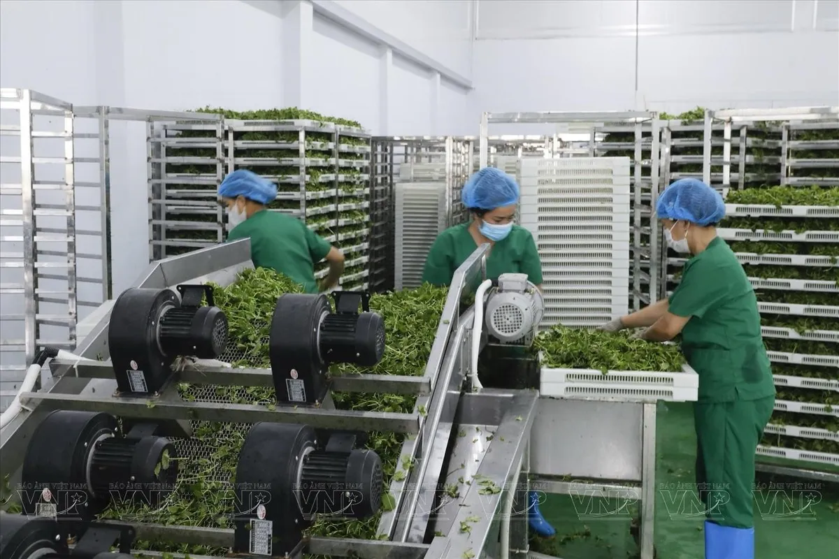 eHerbal- ước mơ th&uacute;c đẩy n&ocirc;ng sản Việt gắn liền với việc tu&acirc;n thủ c&aacute;c quy định ph&aacute;p luật - Ảnh 2.