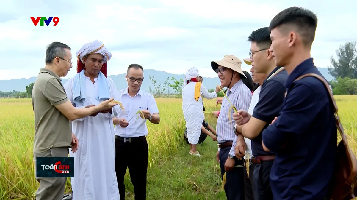 Bình Thuận triển khai mô hình lúa giảm phát thải ở vùng đồng bào Chăm