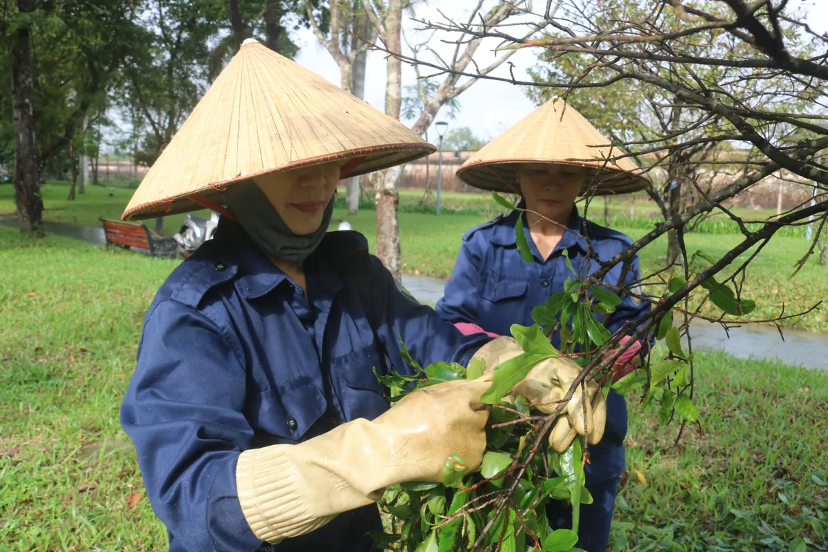 Thay áo mới cho Hoàng mai Huế - Ảnh 1.