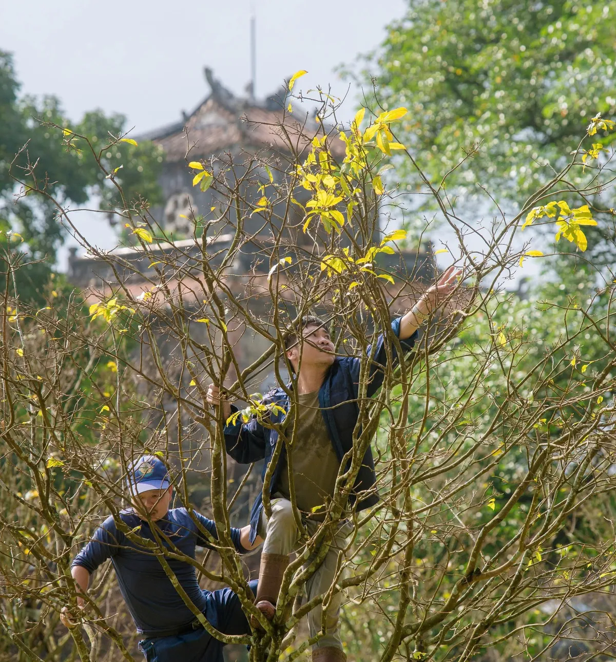 Thay áo mới cho Hoàng mai Huế - Ảnh 4.