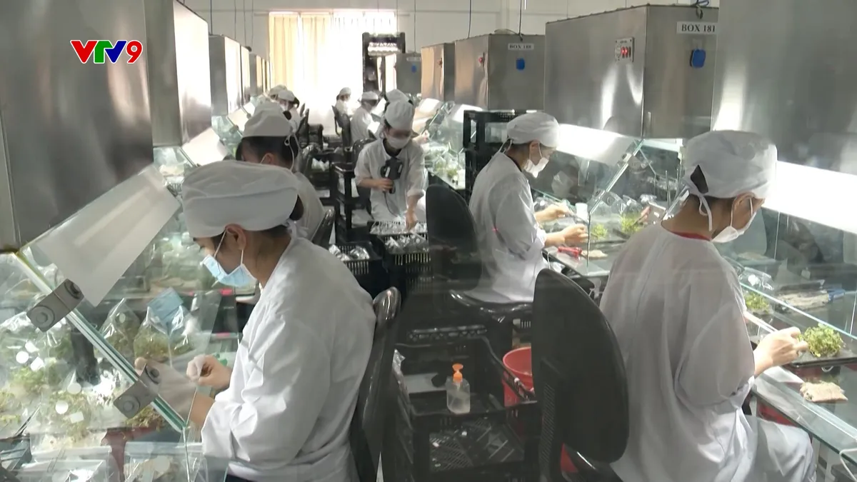 212- PNHN-.00Cơ cấu lại ngành hoa để thích ứng thị trường .jpg