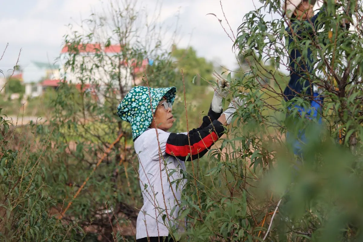 Thái Bình: Người dân Minh Tân tất bật cho vụ đào Tết Tân Tỵ 2025 - Ảnh 4.