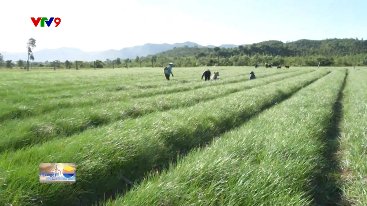 Phủ xanh đất cằn nhờ hệ thống thủy lợi