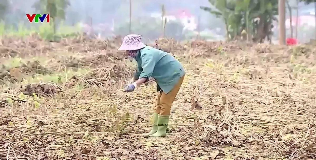 Người nông dân vượt thách thức, gặt hái thành công sau thiên tai năm 2024 - Ảnh 6. Người nông dân vượt thách thức, gặt hái thành công sau thiên tai năm 2024 - Ảnh 6.