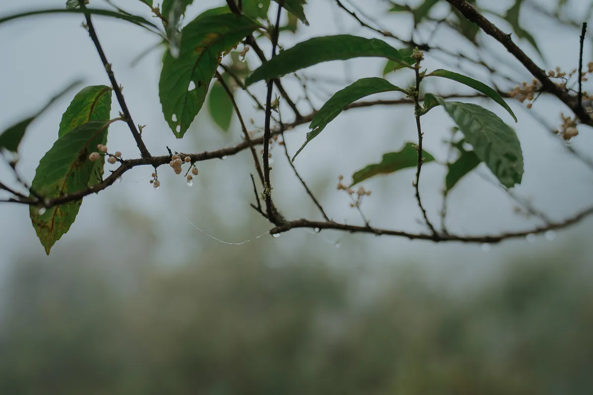 Mê đắm vẻ đẹp trên cung leo núi Nhìu Cồ San  - Ảnh 1.