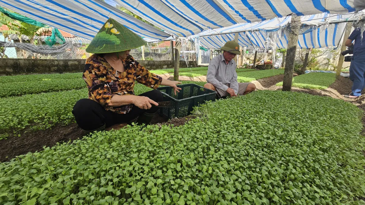 Nông dân Quảng Bình tất bật chăm sóc rau, hoa cho vụ Tết - Ảnh 2.