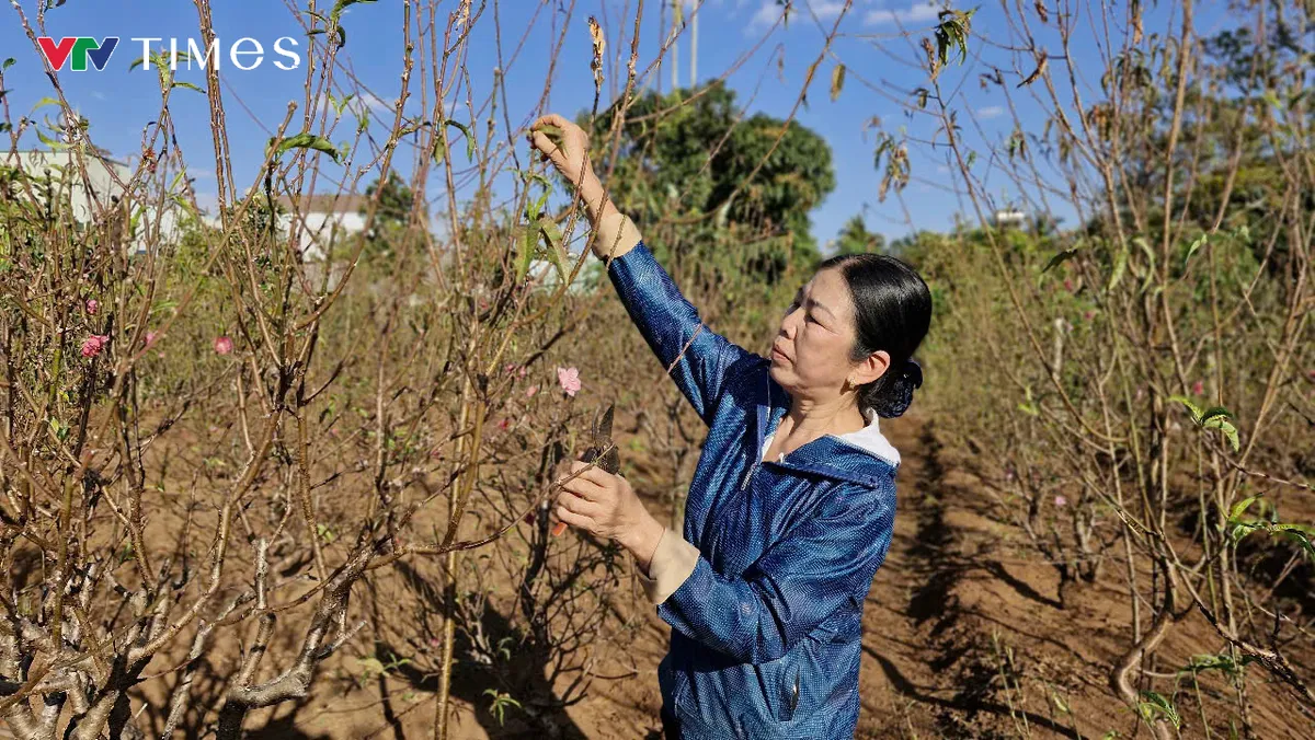 Người dân Tây Nguyên đổi đời nhờ trồng hoa đào Nhật Tân miền Bắc - Ảnh 7.