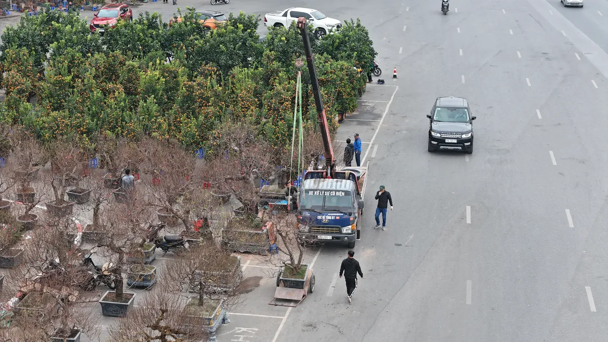 Đào, quất ngập tràn đường phố Hà Nội  - Ảnh 10.