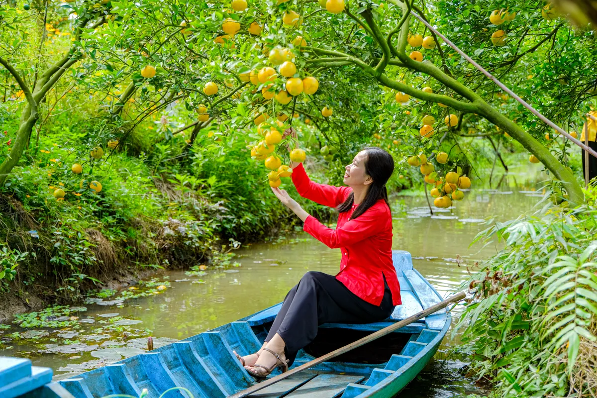 Quýt hồng Lai Vung rộn ràng vào vụ Tết - Ảnh 2.