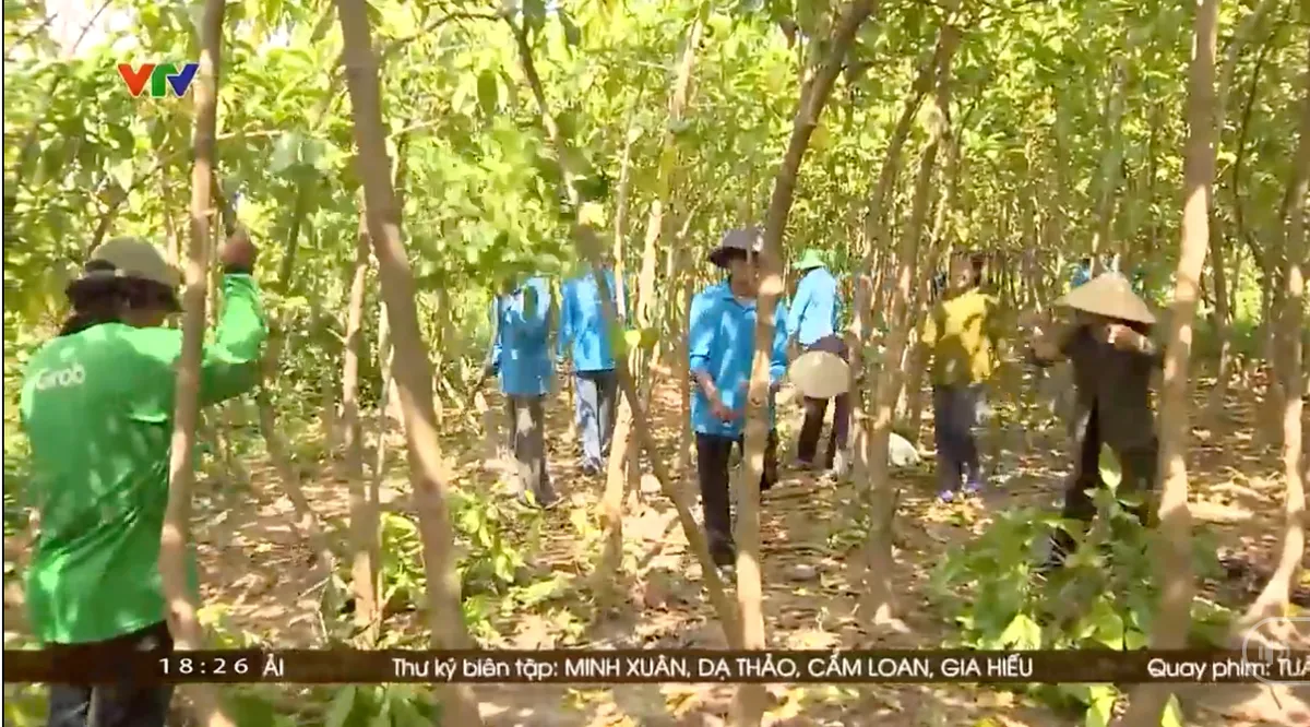 Nặng lòng với cây thuốc nam - Ảnh 1.