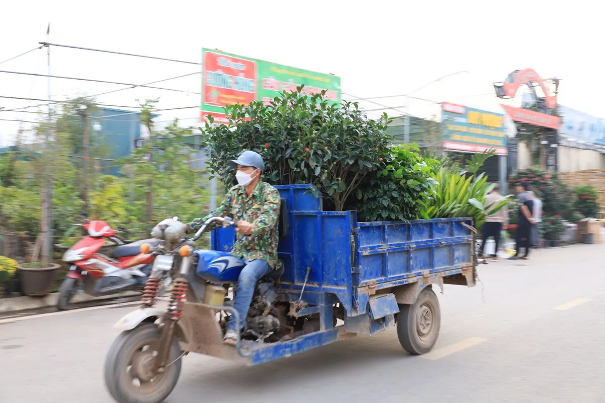 Làng hoa Xuân Quan rộn ràng vụ Tết - Ảnh 12.