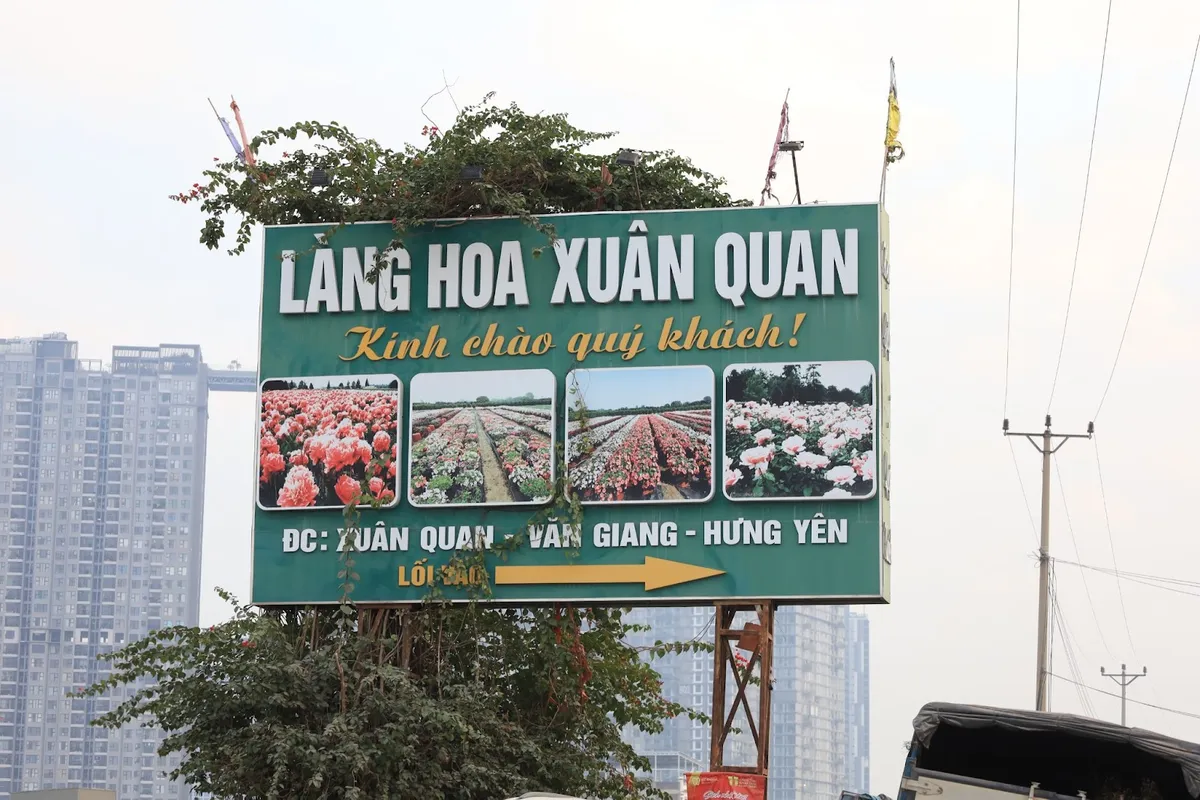 Làng hoa Xuân Quan rộn ràng vụ Tết - Ảnh 1.