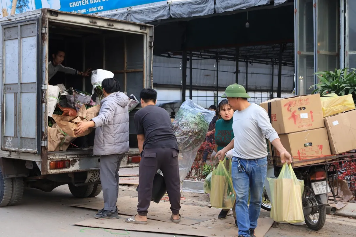 Làng hoa Xuân Quan rộn ràng vụ Tết - Ảnh 3.