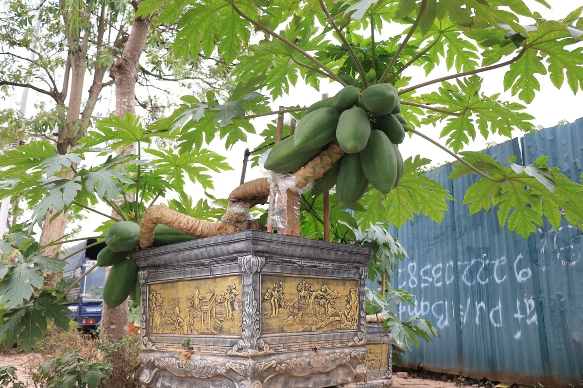 Đu đủ bonsai giá chục triệu đón Tết Nguyên đán Ất Tỵ - Ảnh 5.