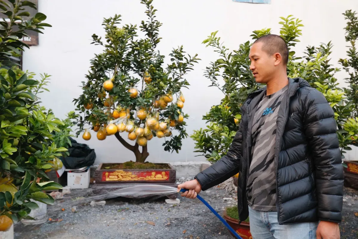 Những gốc bưởi trĩu quả, gi&aacute; h&agrave;ng chục triệu đồng đ&oacute;n Tết - Ảnh 2.