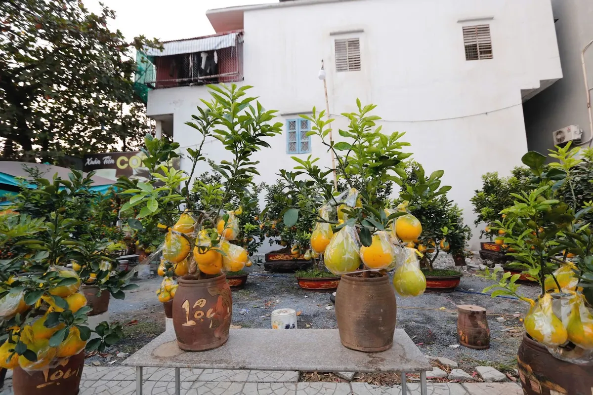 Những gốc bưởi trĩu quả, gi&aacute; h&agrave;ng chục triệu đồng đ&oacute;n Tết - Ảnh 6.