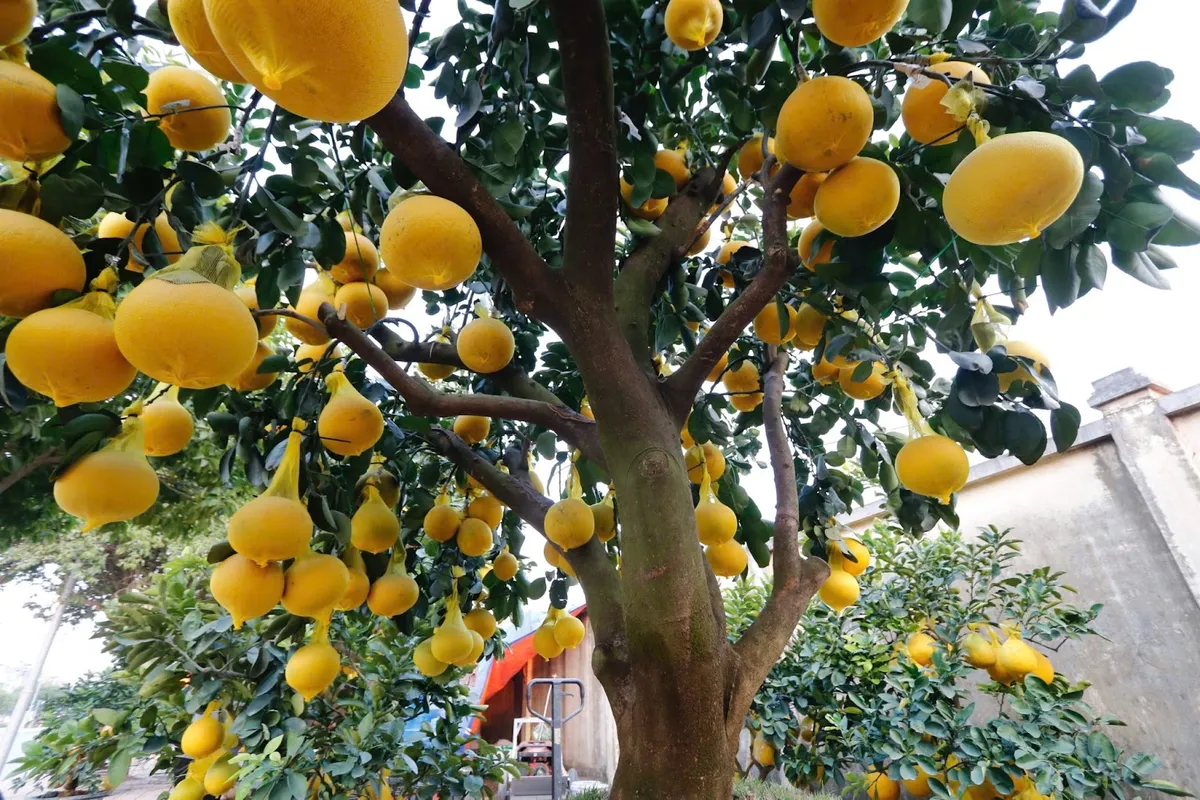 Những gốc bưởi trĩu quả, gi&aacute; h&agrave;ng chục triệu đồng đ&oacute;n Tết - Ảnh 4.