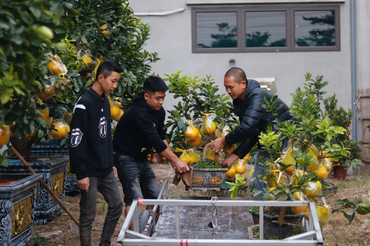 Những gốc bưởi trĩu quả, gi&aacute; h&agrave;ng chục triệu đồng đ&oacute;n Tết - Ảnh 5.