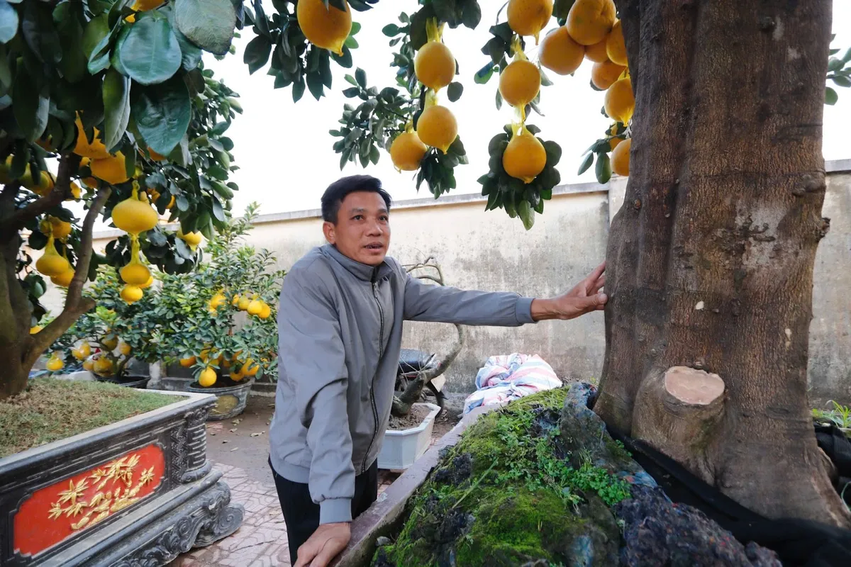 Những gốc bưởi trĩu quả, gi&aacute; h&agrave;ng chục triệu đồng đ&oacute;n Tết - Ảnh 1.