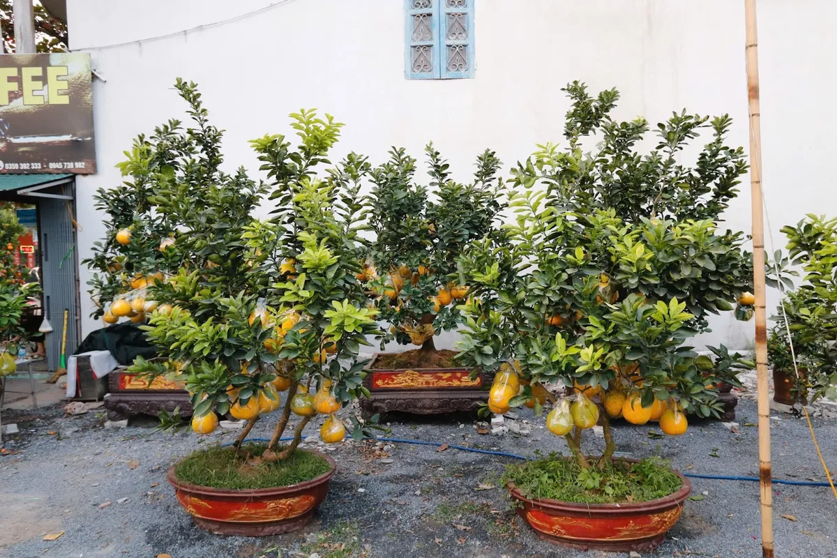 Những gốc bưởi trĩu quả, gi&aacute; h&agrave;ng chục triệu đồng đ&oacute;n Tết - Ảnh 3.