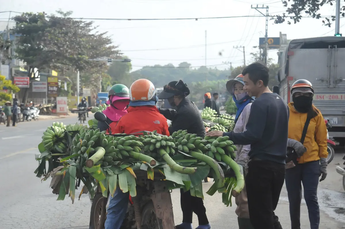 Thủ phú chuối miền Trung nhộn nhịp ngày giáp Tết - Ảnh 3.