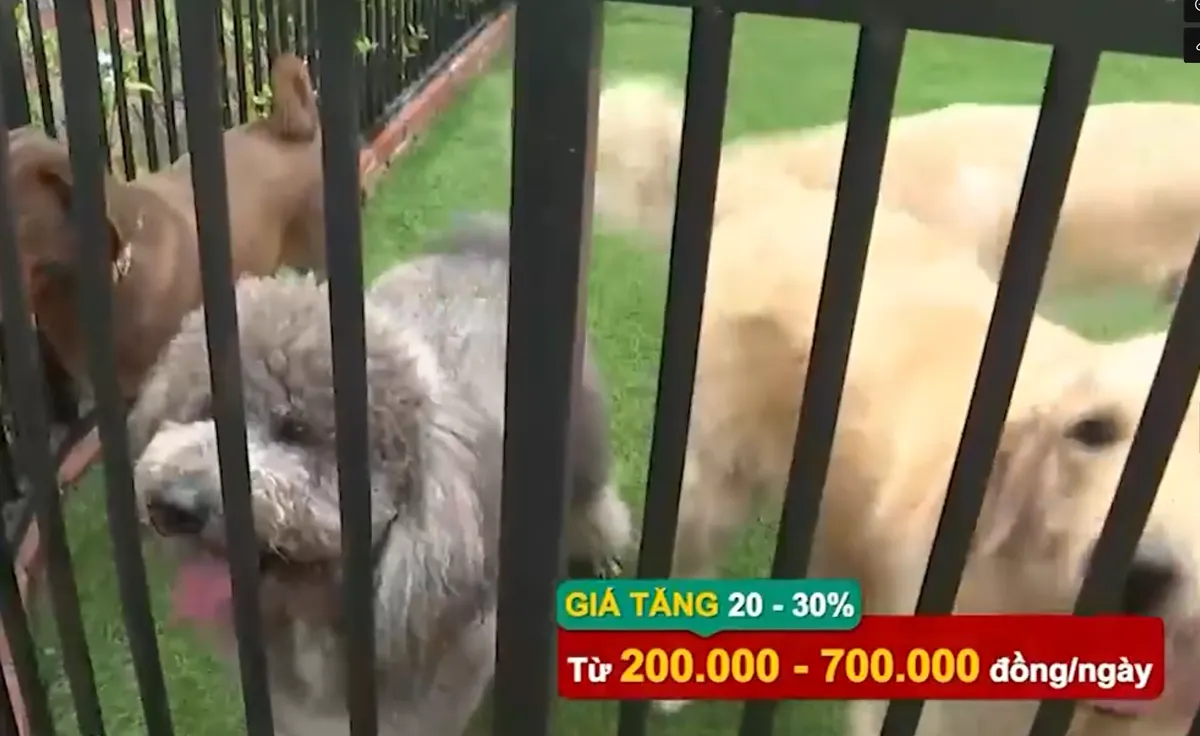 Dịch vụ giữ th&uacute; cưng ng&agrave;y Tết h&uacute;t kh&aacute;ch - Ảnh 1.