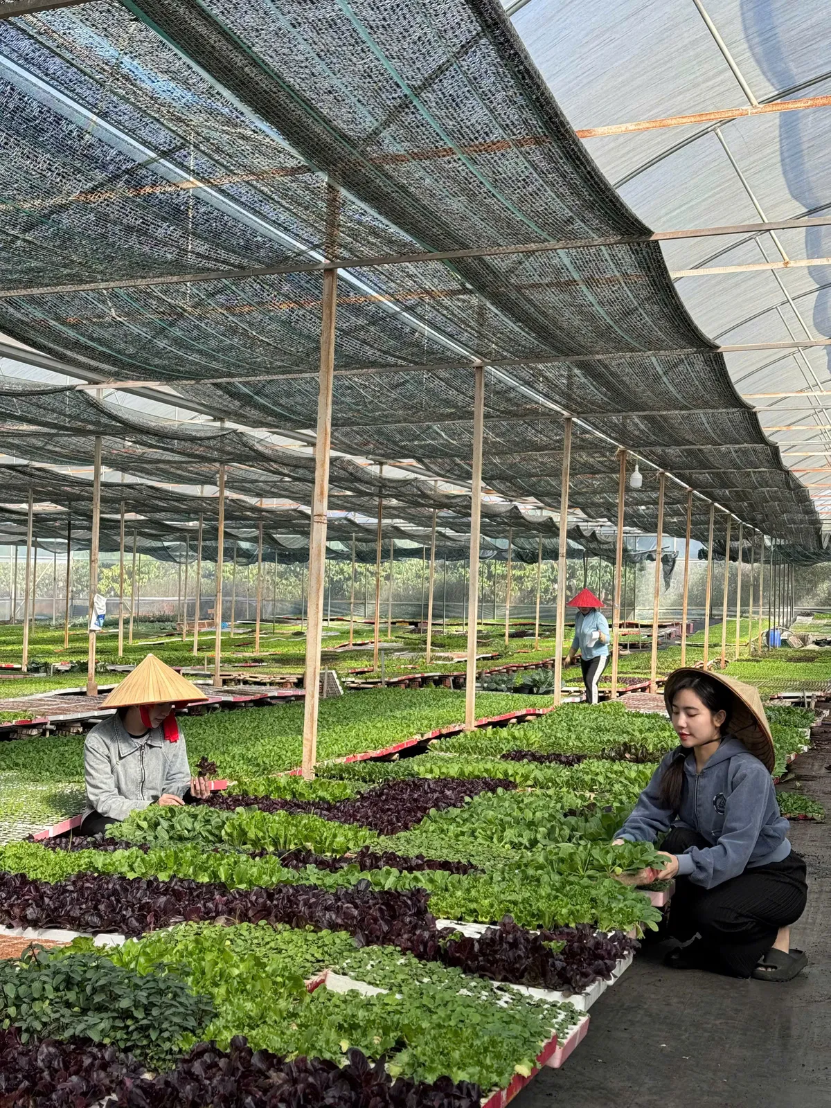 L.A Green: Người bạn đồng hành tin cậy của nhà nông - Ảnh 1.
